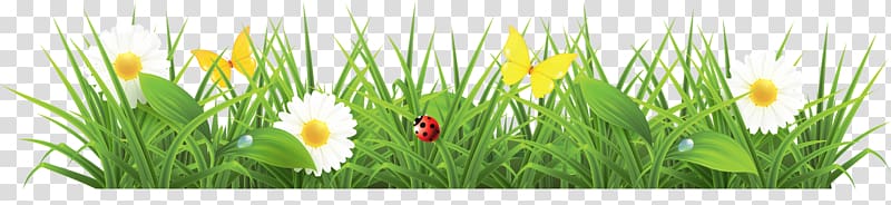 Grass transparent background PNG clipart