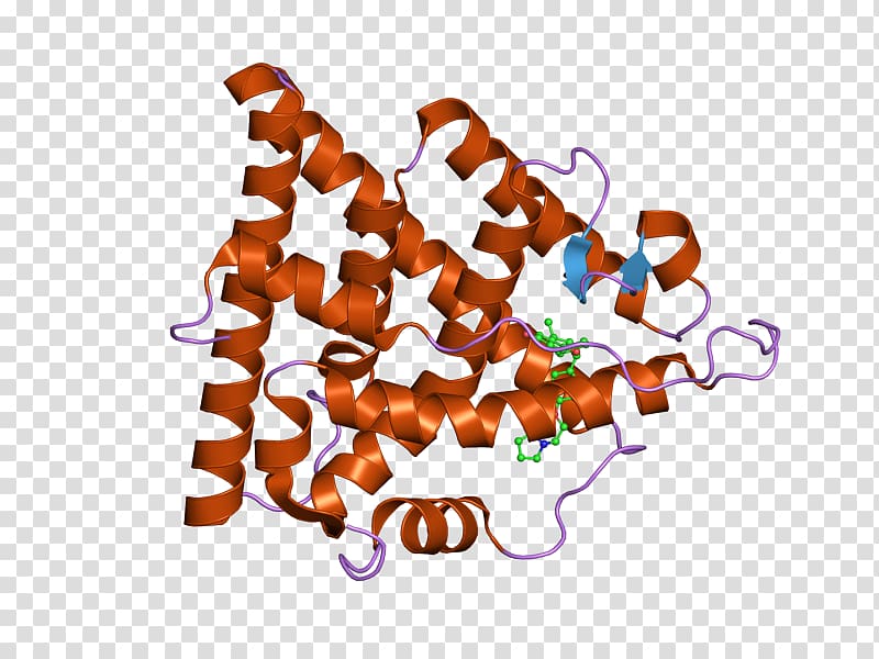 Estrogen receptor alpha DNA-binding domain Nuclear receptor, Estrogen Receptor transparent background PNG clipart