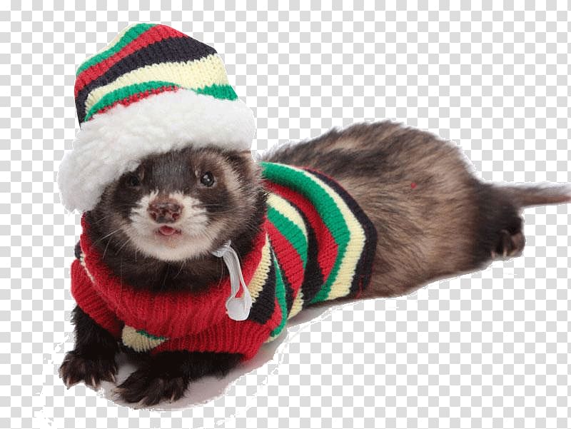 Black-footed ferret Pet Dog Clothing, ferret transparent background PNG clipart