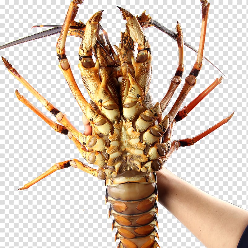 Palinurus Homarus Crab Crayfish, Australian lobster abdomen closeup transparent background PNG clipart