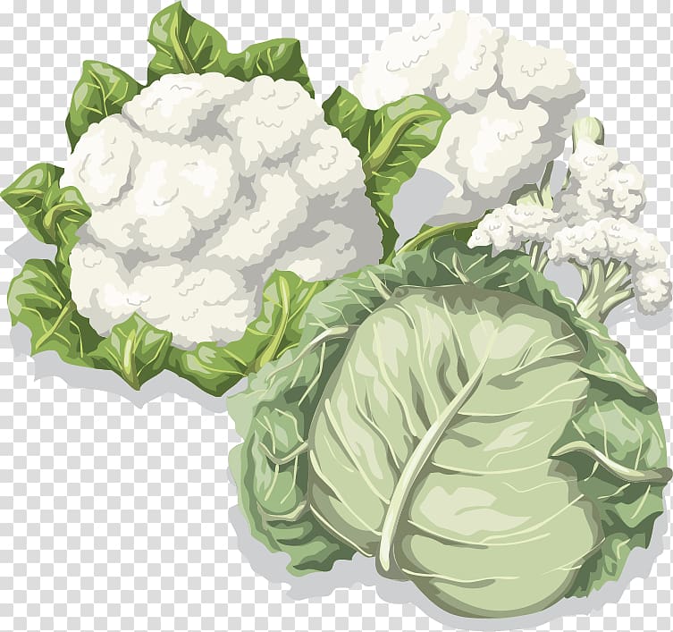 Cabbage Cauliflower Vegetable Food, Cauliflower vegetable material transparent background PNG clipart