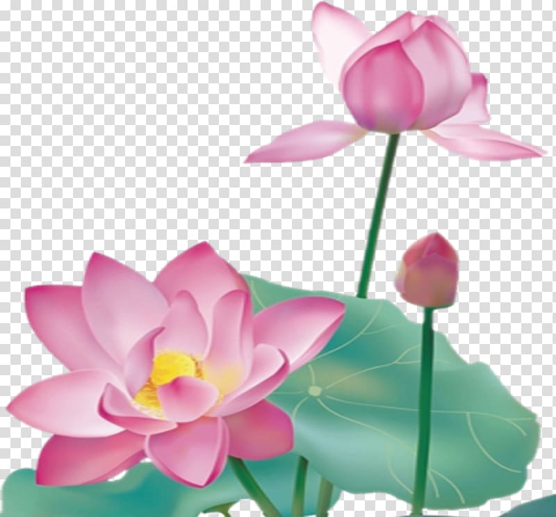 Nelumbo nucifera Graphic design, Lotus transparent background PNG clipart