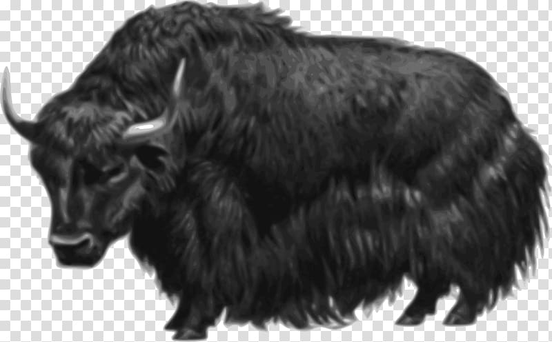 Domestic yak Drawing , hairy transparent background PNG clipart