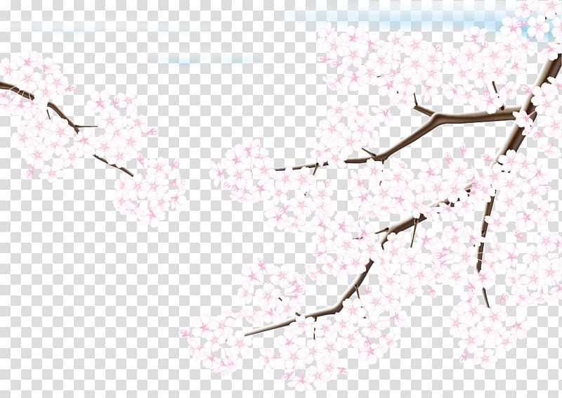 Cherry blossom Adobe Illustrator, Cherry blossoms transparent background PNG clipart