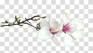 Administration of Nakhodka city district Flower Blossom Southern magnolia, kartikeya transparent background PNG clipart thumbnail
