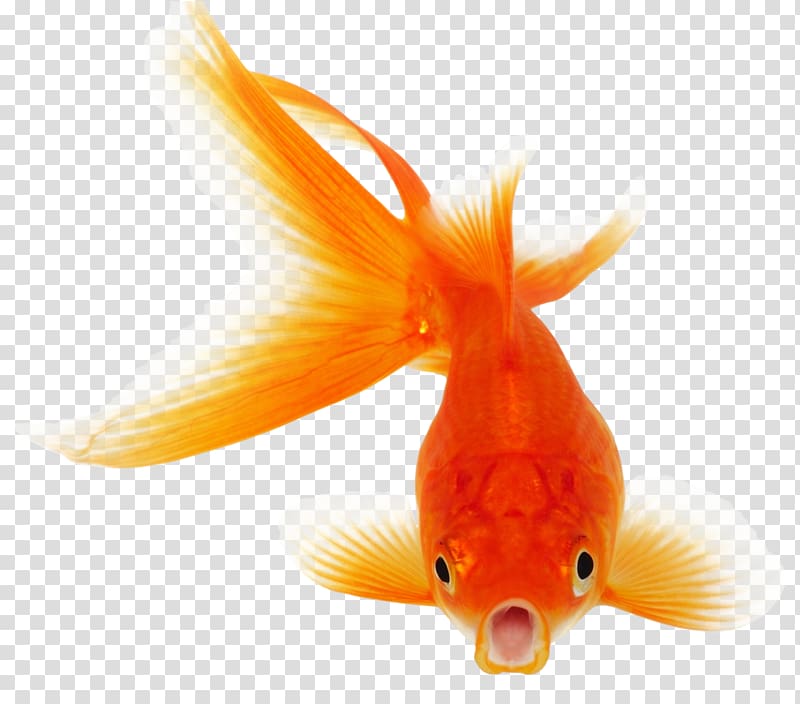 Koi Goldfish Portable Network Graphics, fish transparent background PNG clipart