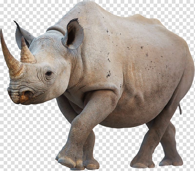 Javan rhinoceros Western black rhinoceros White rhinoceros Poaching, The advancing Rhino transparent background PNG clipart