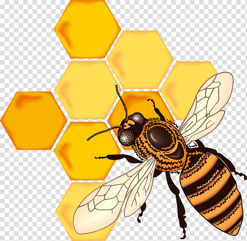 Honey bee Honeycomb Drawing, bee transparent background PNG clipart