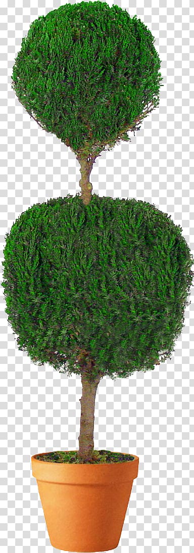 Topiary Tree Arborvitae Box Evergreen, tree transparent background PNG clipart