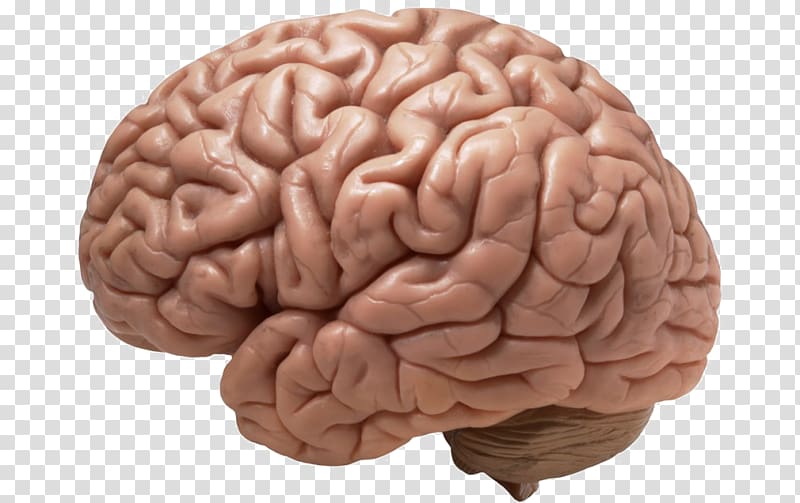 Human brain Neuroscience , Brain transparent background PNG clipart