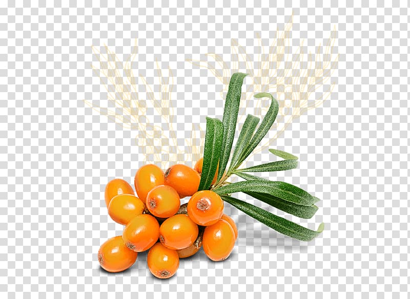 Seaberry Face Mask Sea buckthorn oil Cosmetics, hippophae rhamnoides transparent background PNG clipart