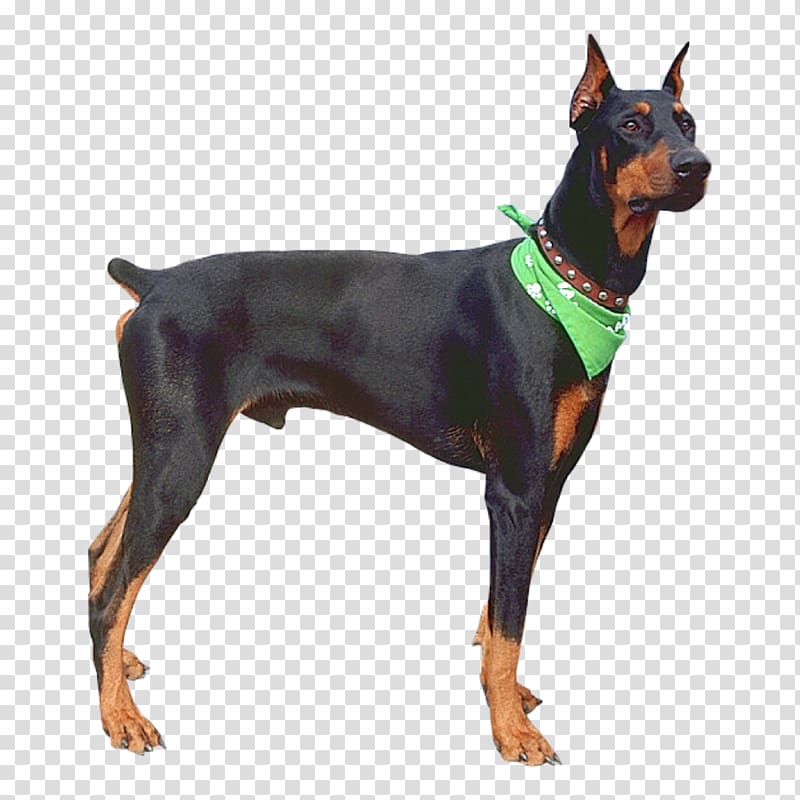 Dobermann German Pinscher Miniature Pinscher Dog breed Pikachu, pikachu transparent background PNG clipart