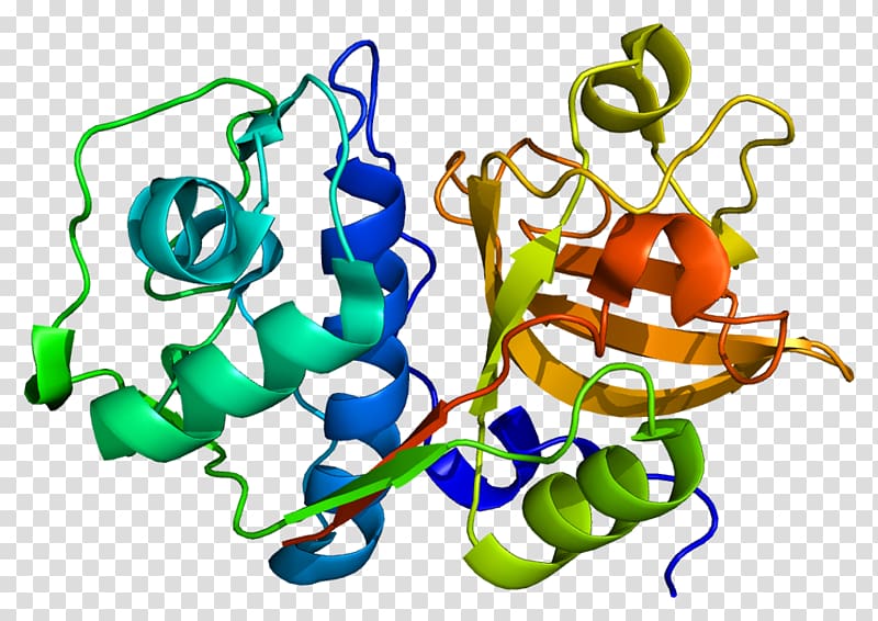 Cathepsin S Organism Protein Protease, Cathepsin transparent background PNG clipart