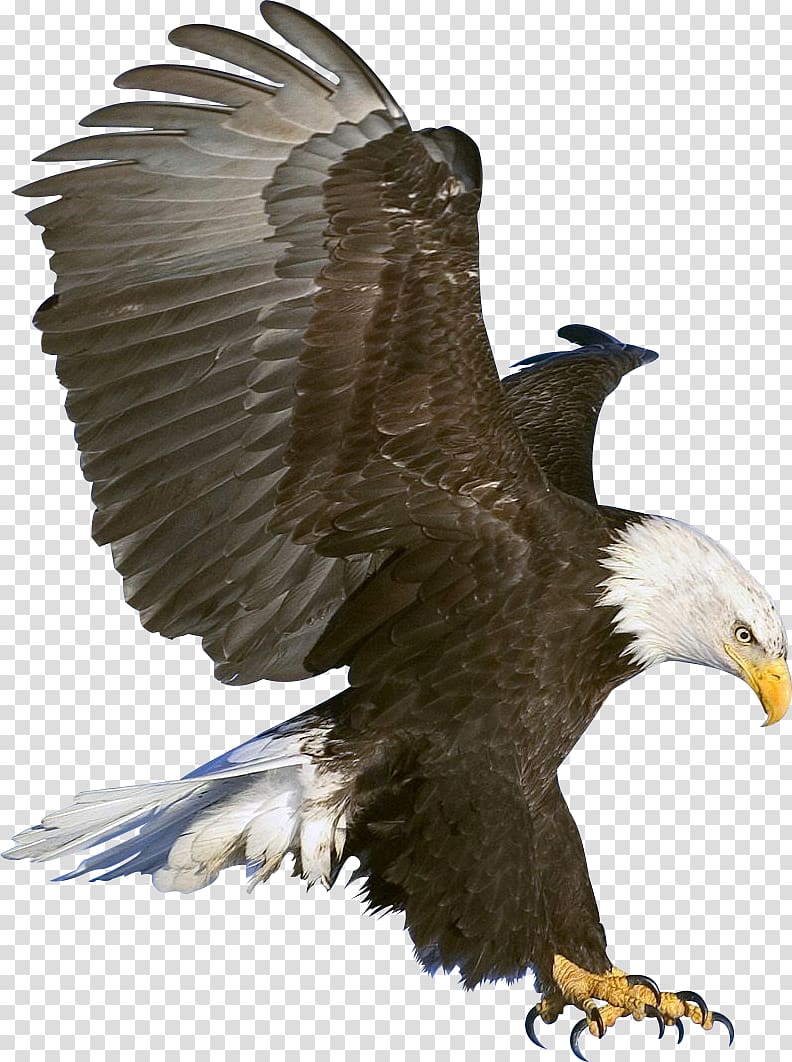 Bald Eagle Black eagle , american eagle transparent background PNG clipart