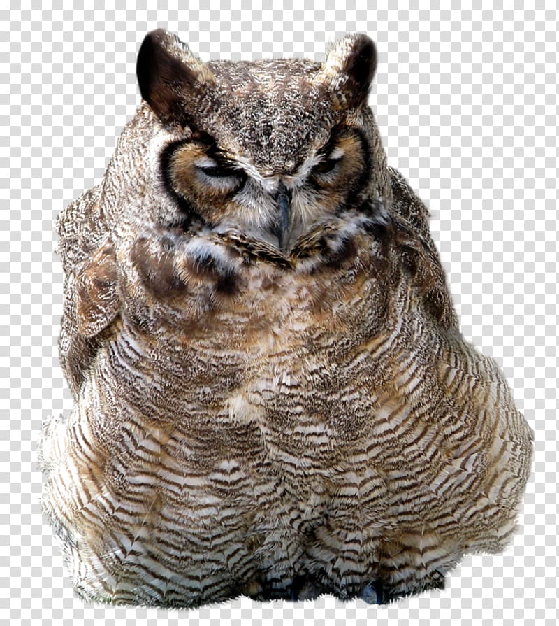 Owl , Owl transparent background PNG clipart