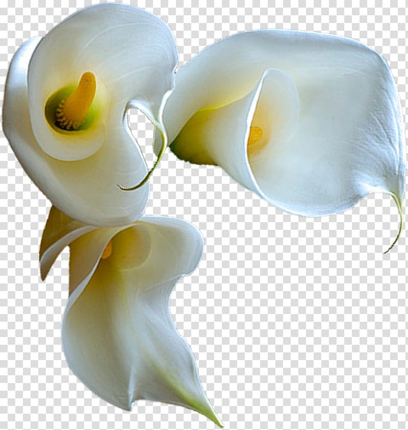 0 February 1 Flower 2, others transparent background PNG clipart