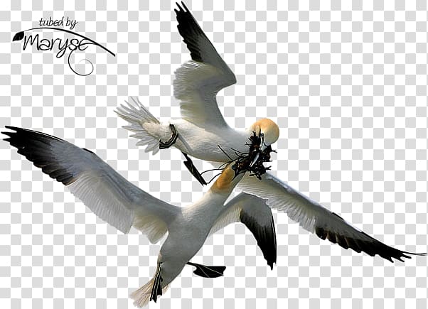 Bird Gannets Beak , Bird transparent background PNG clipart