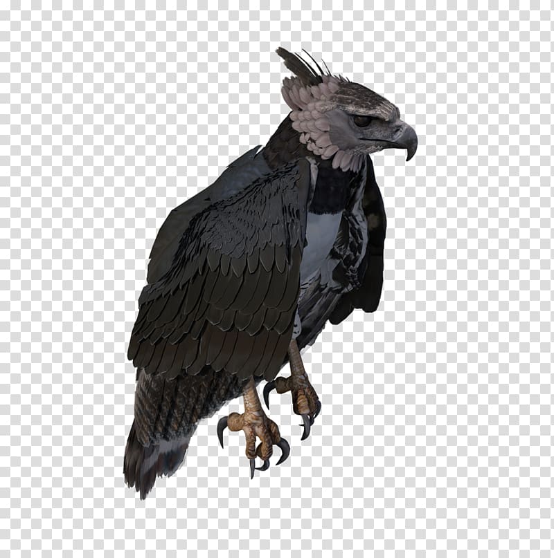 Bald Eagle Extinction Prototype Open world Survival game, The Spoils Of War transparent background PNG clipart