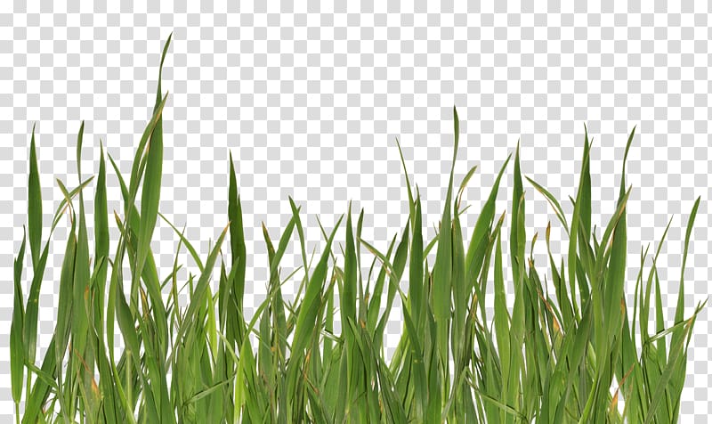 Grasses Lawn, Grass Green transparent background PNG clipart