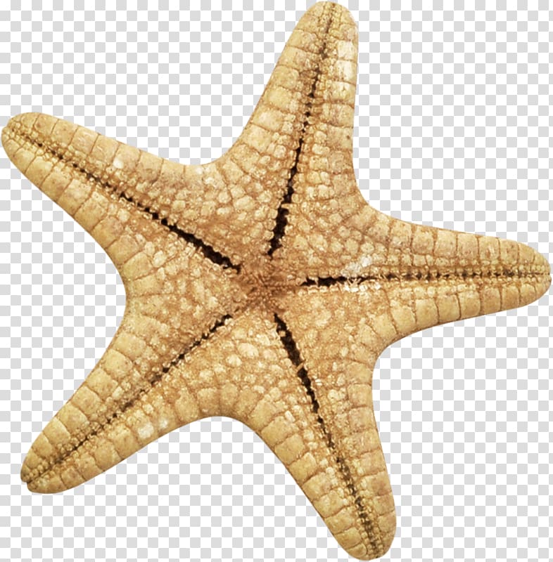 Starfish Yandex Search Echinoderm, starfish transparent background PNG clipart