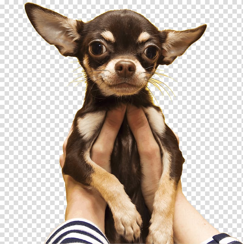 Chihuahua Russkiy Toy Puppy Dog breed Cat, puppy transparent background PNG clipart