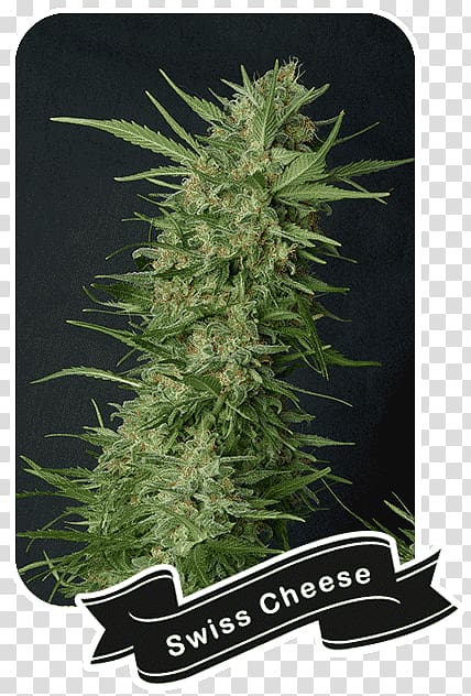 Cannabis cultivation Cannabis sativa Skunk Marijuana, Cannabis Shop transparent background PNG clipart