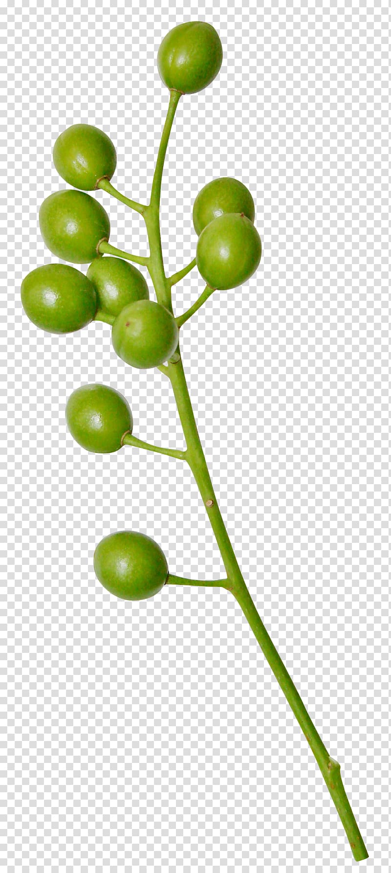 neem tree fruit transparent background PNG clipart