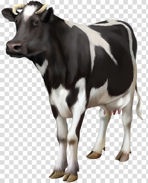 Guernsey cattle Live Dairy cattle Bull, cow transparent background PNG clipart