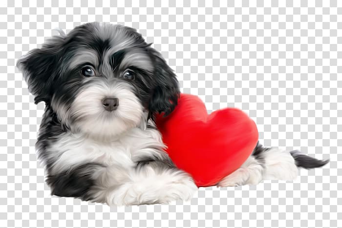 Havanese dog Puppy Pharaoh Hound Shih Tzu Valentine's Day, painted dog transparent background PNG clipart