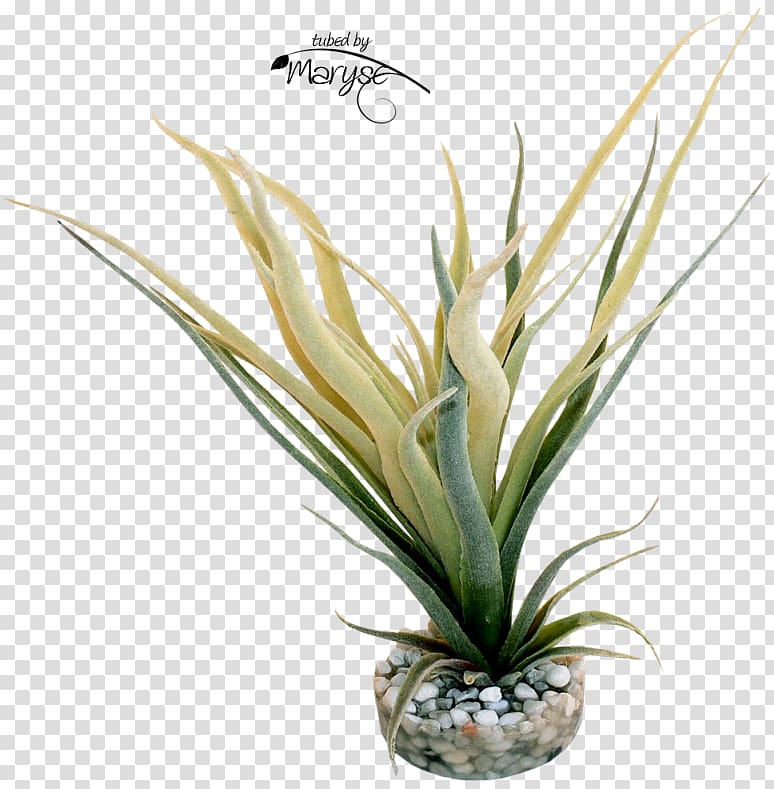 PSP Food science Technology Grasses, Tillandsia transparent background PNG clipart