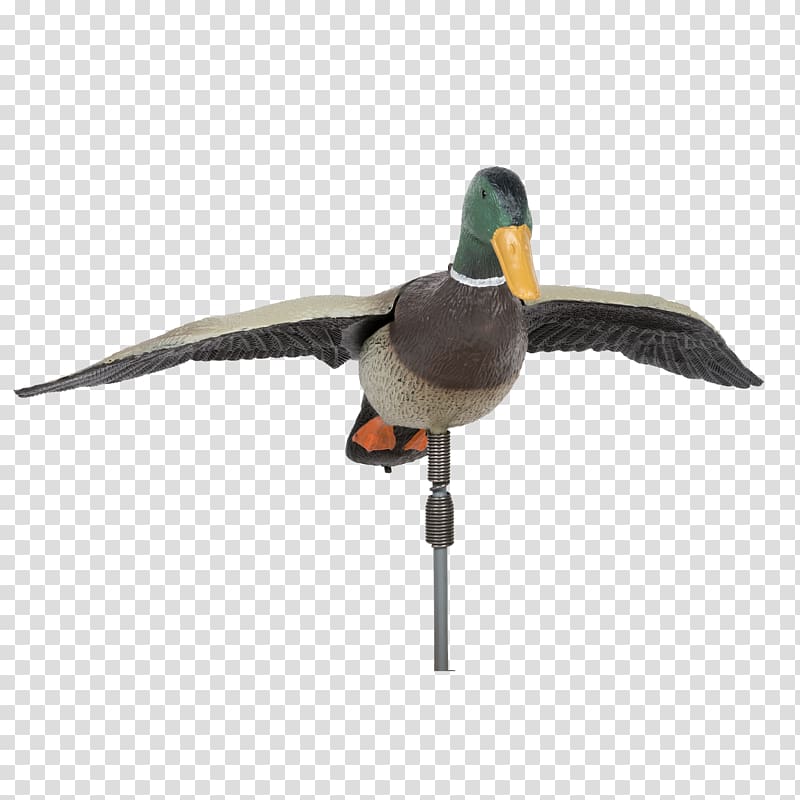 Mallard Duck Bird Anatidae Waterfowl, drake transparent background PNG clipart