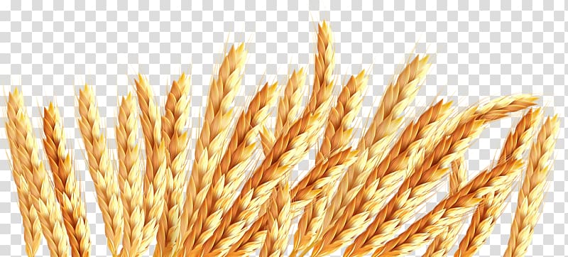 Oat Wheat Icon, Wind Shakes the Barley transparent background PNG clipart