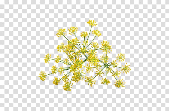 Cow Parsley Fennel Anise , flower transparent background PNG clipart