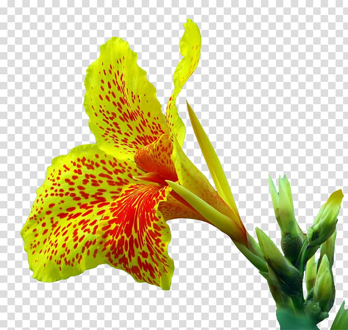 Canna indica Flower Euclidean , cannabis transparent background PNG clipart