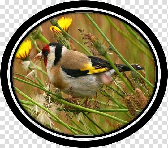 Bird Desktop El Feidja National Park Beak Bravo monsieur le Monde, VINTILATING transparent background PNG clipart