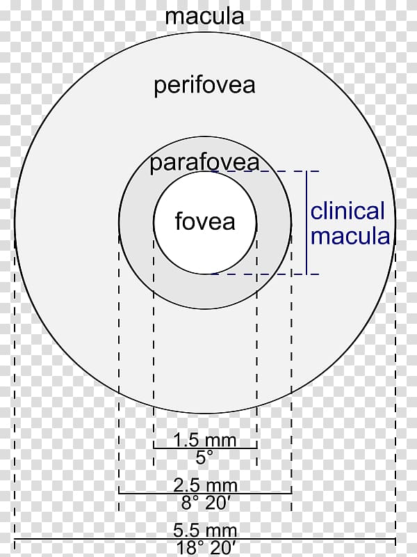 Parafovea Macula of retina Fovea centralis Perifovea, Eye transparent background PNG clipart