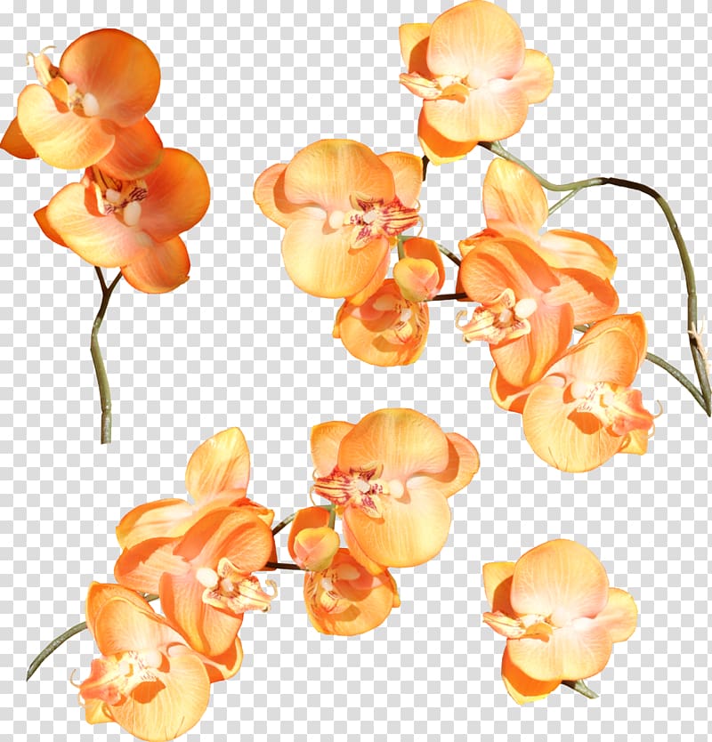 Orchids Cut flowers , MEXICAN FLOWERS transparent background PNG clipart