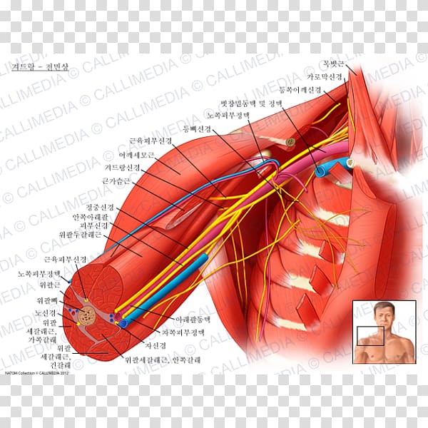 Axillary nerve Axillary artery Human body, sternocleidomastoid muscle transparent background PNG clipart