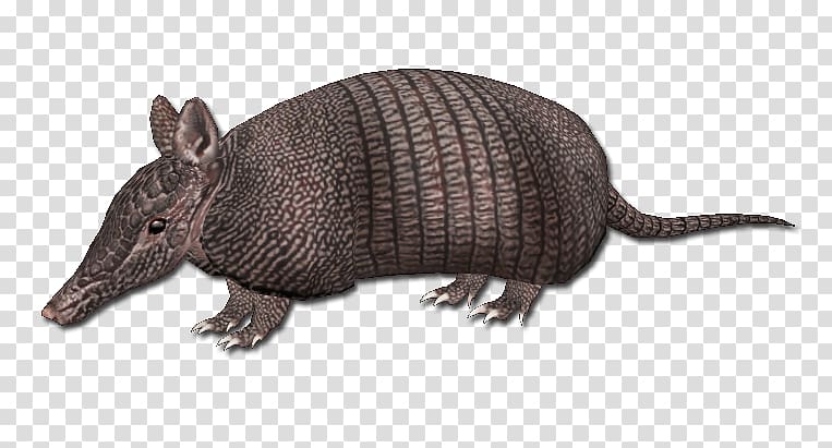 Armadillo Animal Architecture Warm-blooded Building, others transparent background PNG clipart