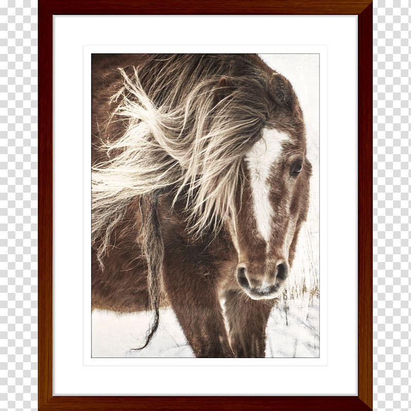 Mustang Pony Stallion Canter and gallop , mustang transparent background PNG clipart