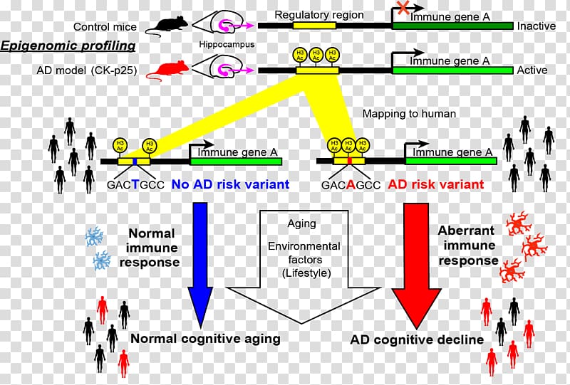 Alzheimer\'s disease Amyloid beta Genetics, Alzheimer\'s Disease transparent background PNG clipart