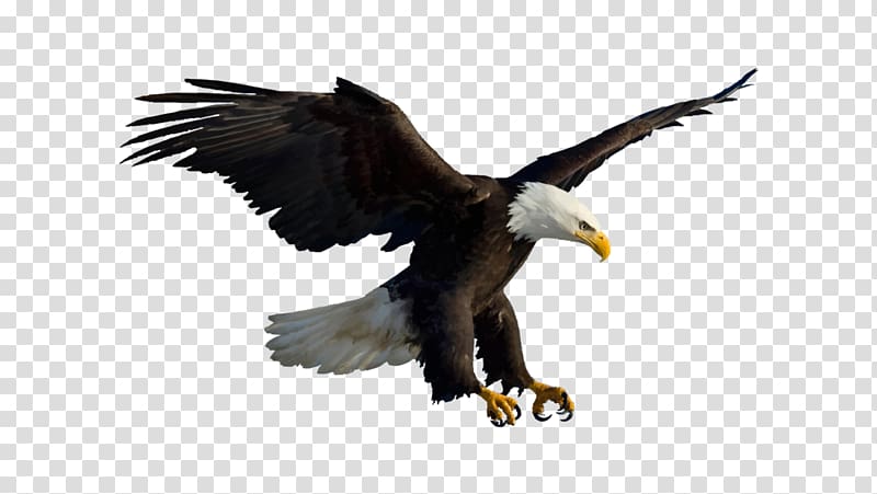 Bird Bald Eagle White-tailed Eagle, Bird transparent background PNG clipart