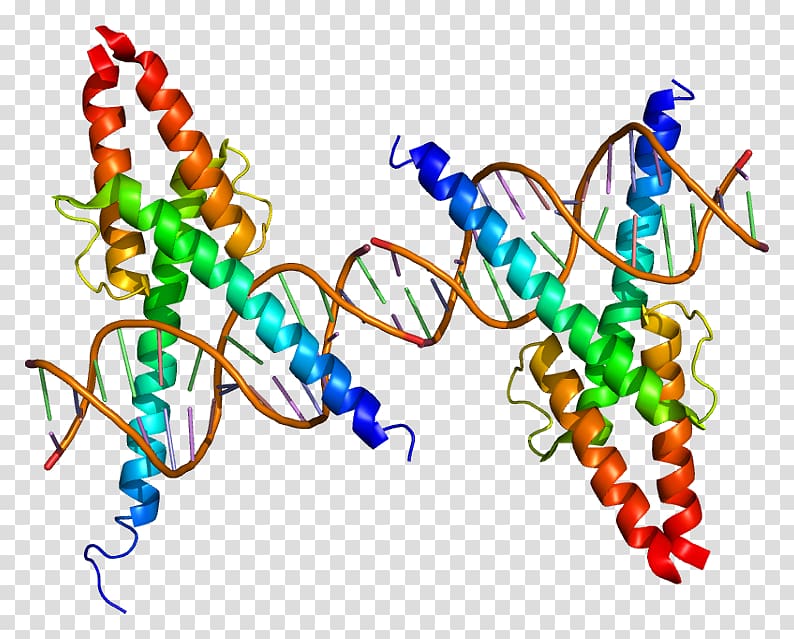 MyoD Protein Myogenesis Transcription factor Basic helix-loop-helix, others transparent background PNG clipart