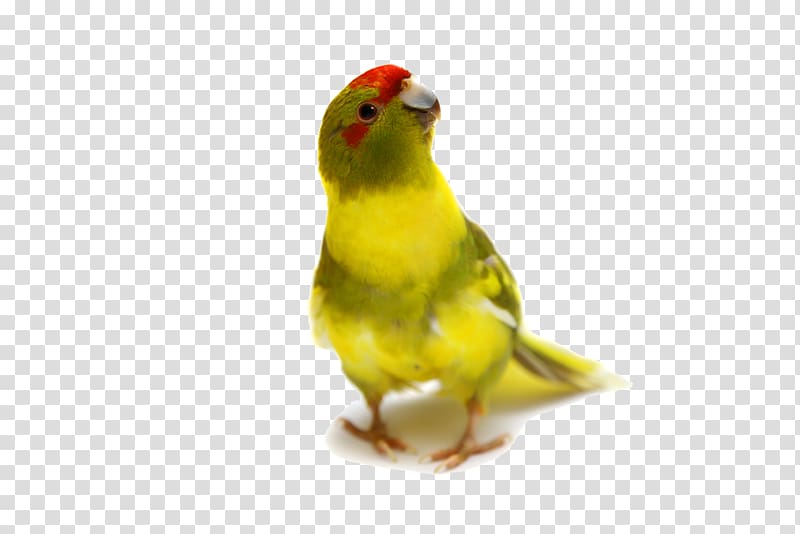 Rosy-faced lovebird True parrot Budgerigar, parrot transparent background PNG clipart