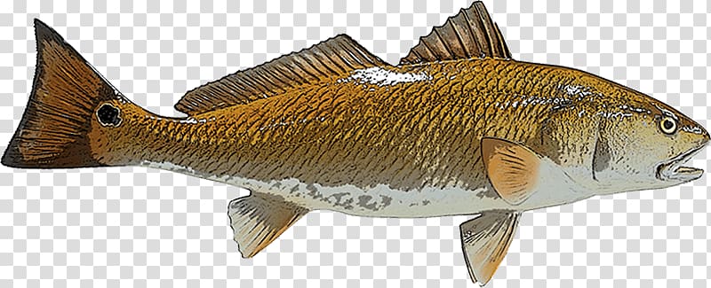 Red drum Drums Recreational fishing, ca cao transparent background PNG clipart