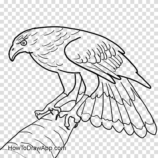 Bald Eagle Drawing Hawk, eagle transparent background PNG clipart