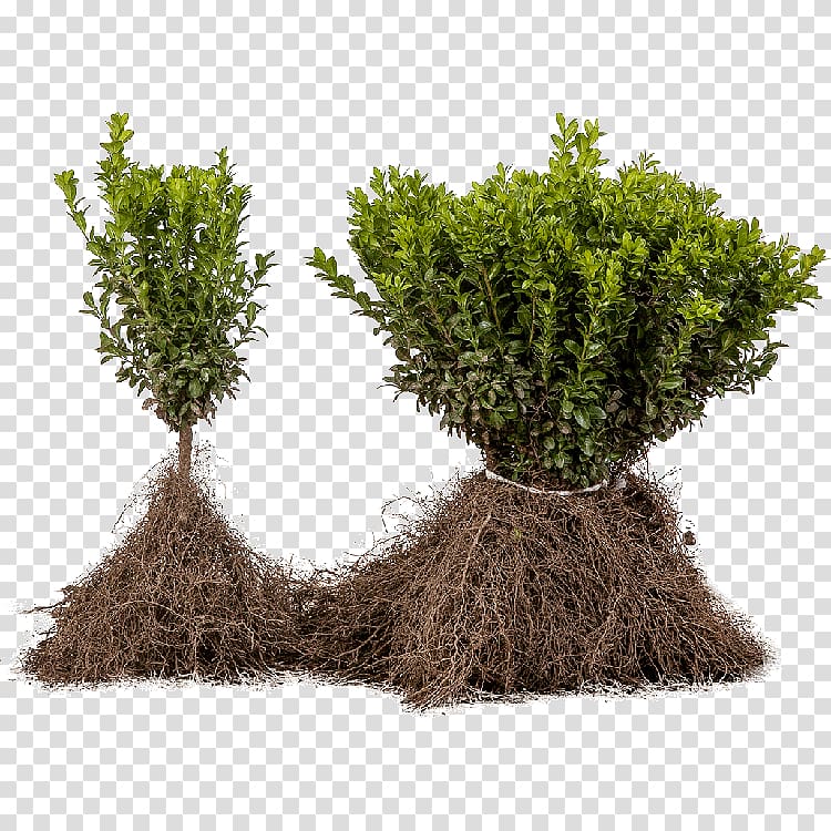 Tree Shrub Evergreen Flowerpot Herb, tree transparent background PNG clipart