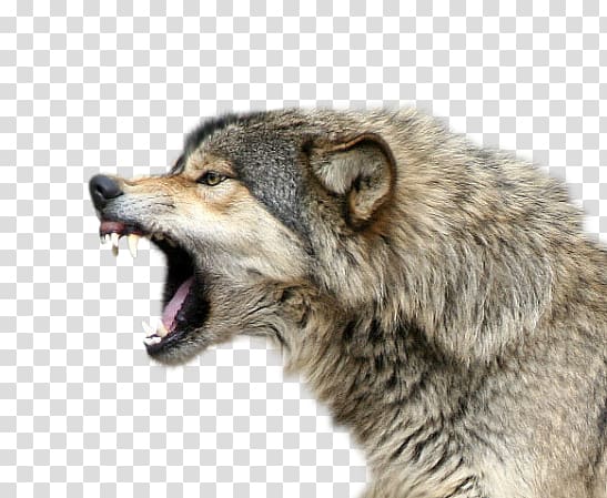 ferocious wolf transparent background PNG clipart