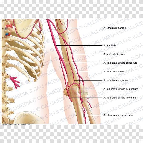 Thumb Nerve Shoulder Arm Nervous system, arm transparent background PNG clipart