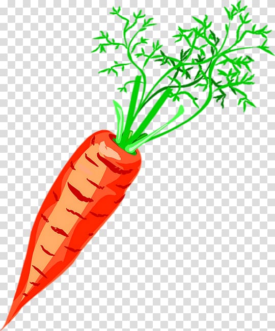 Carrot Vegetable Drawing Soup, carrot transparent background PNG clipart